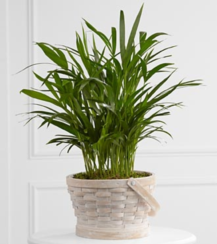 Deeply Adored™ Palm Planter